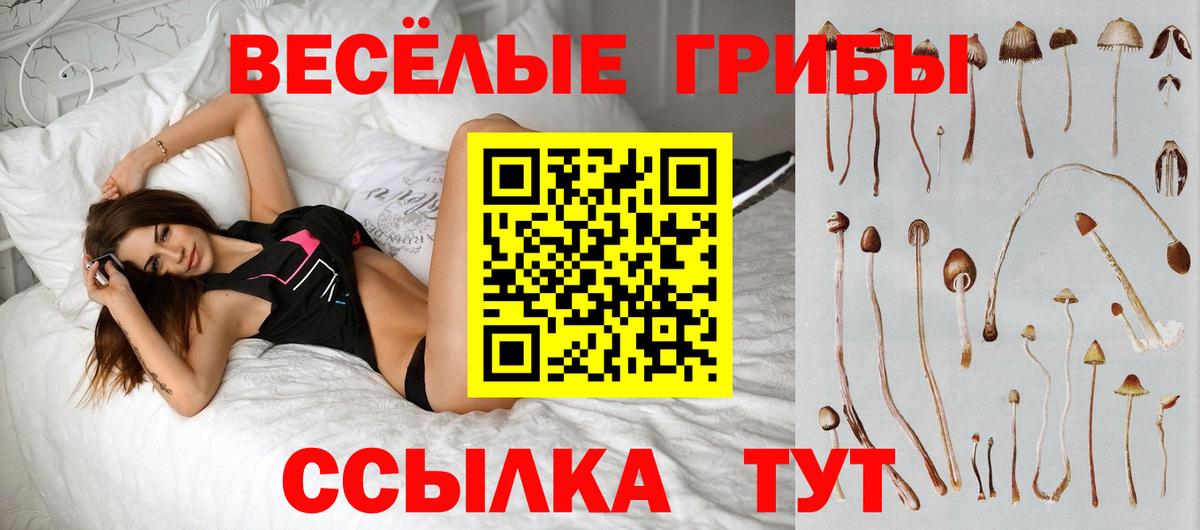 Псилоцибиновые грибы Psilocybe  Вход с VPN  Ахтубинск 